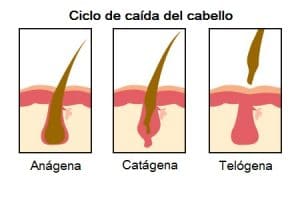 ciclo-biologico-cabello