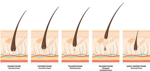 astenia estacional: causas de la caída del cabello en otoño y primavera