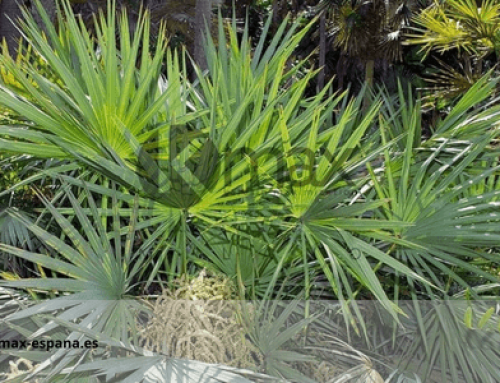 La Serenoa Repens y sus propiedades anti-calvicie