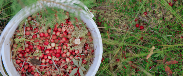 betaina para el pelo